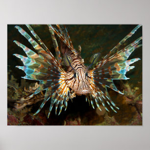 Poster Poisson-lion de près ! Photo très rapprochée et in
