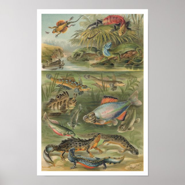 Poster Poisson Lizard de Reptiles vintages (Devant)