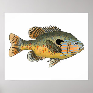 Poster Poisson long
