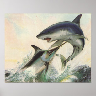Poster Poisson - Marlin noir et requin Mako