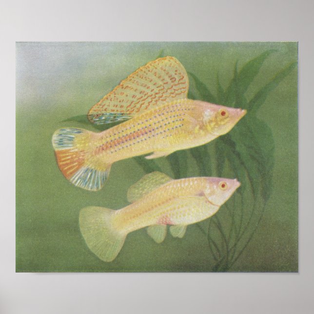 Poster Poisson - Mollies albinos - Poecilia latipinna P/f (Devant)