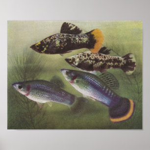 Poster Poisson - Mollies - Poecilia sphenops