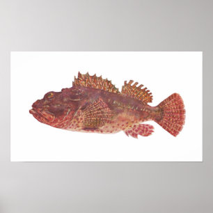 Poster Poisson - Morue de Red Rock - Scorpaena cardinalis