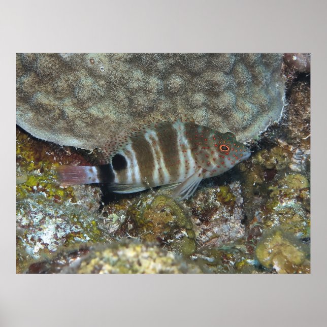 Poster Poisson-mouche tacheté (Devant)