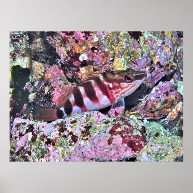 Poster Poisson néo-zélandais (Devant)