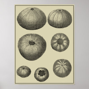 Poster Poisson noir et blanc