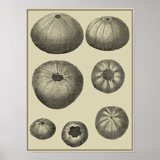 Poster Poisson noir et blanc (Devant)