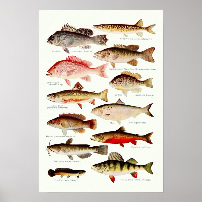 Poster Poisson nord-américain vintage (Devant)