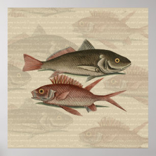 Poster Poisson Perche rouge Art pêcheur