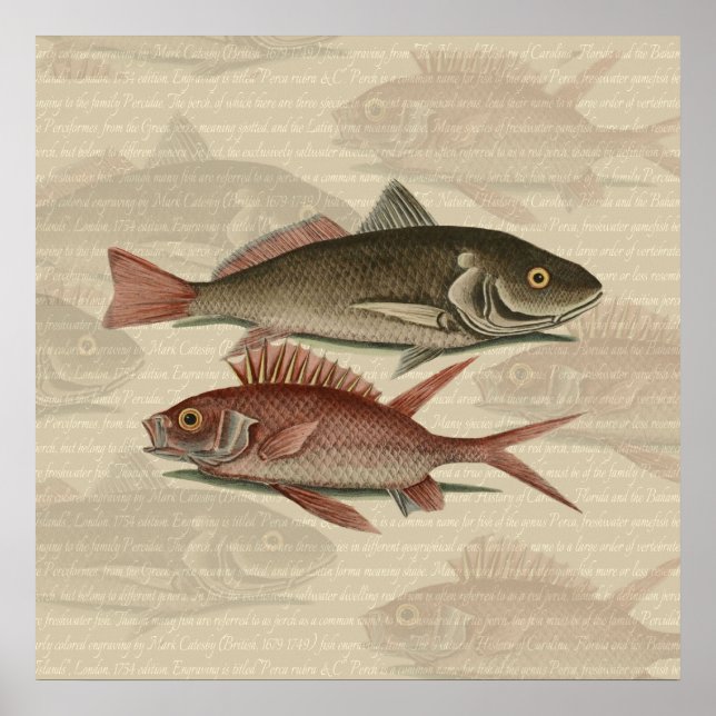 Poster Poisson Perche rouge Art pêcheur (Devant)