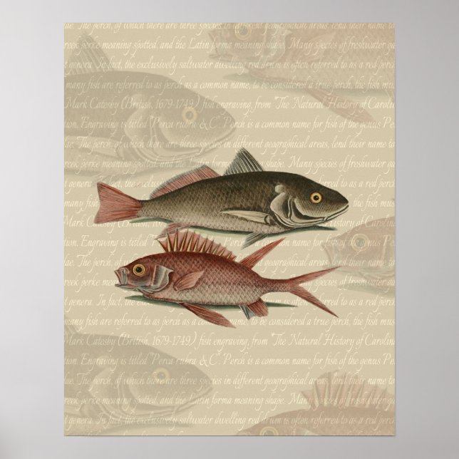 Poster Poisson Perche rouge Art pêcheur (Devant)