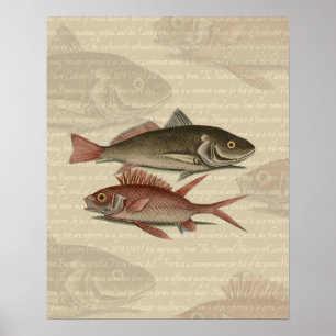 Poster Poisson Perche Rouge Pêcheur d'Art