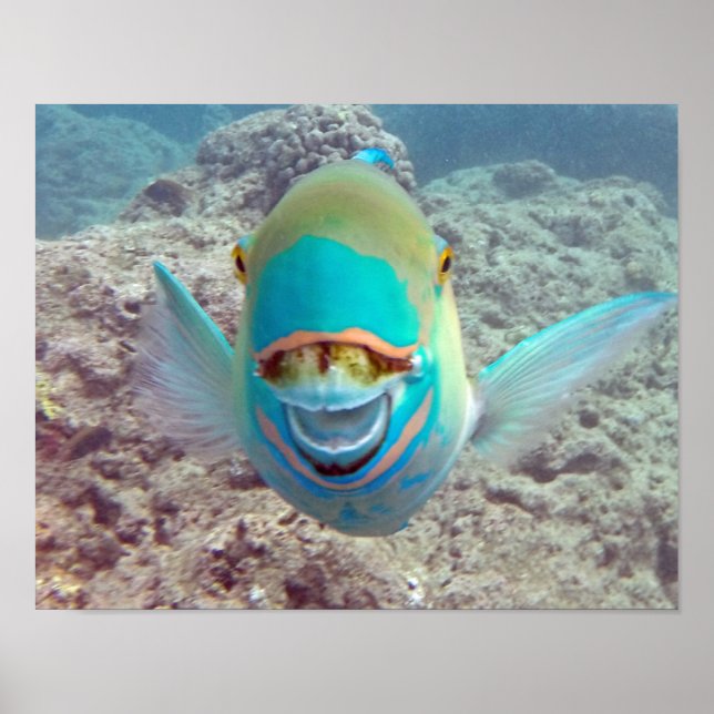 Poster Poisson perroquet de la baie Hanauma (Devant)
