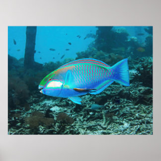 Poster Poisson-perroquet vibrant