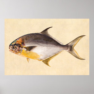 Poster Poisson Pompano vintage - Poissons de gibier Modèl