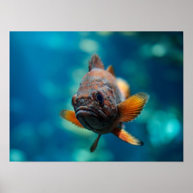 Poster Poisson-roche à oeil roux (Devant)