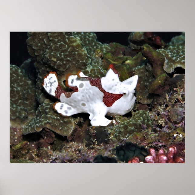Poster Poisson-rogue pas bien cachée (Devant)