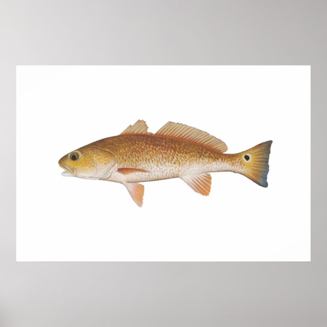 Poster Poisson rouge - Drum rouge (Devant)
