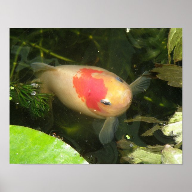 Poster Poisson rouge imprimé (Devant)