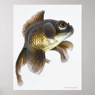 Poster Poisson rouge noir (Carassius auratus) 2
