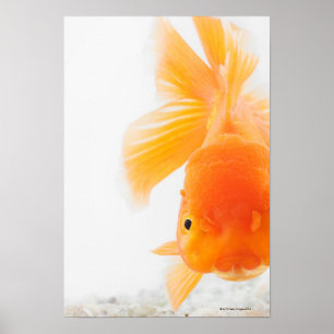 Poster Poisson rouge orange de lionhead (auratus de