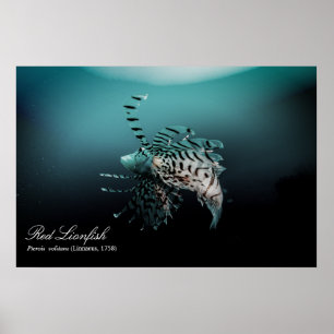 Poster Poisson rouge (Pterois volitans, Linnaeus, 1758)