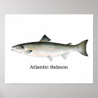 Poisson Saumon Atlantique