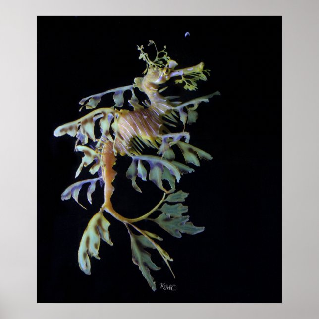 Poster Poisson Seadragon & crevettes mysid (Devant)