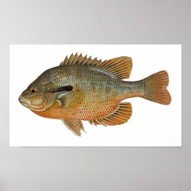 Poster Poisson sémite - Lepomis auritus (Devant)