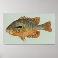 Poisson sémite - Lepomis auritus