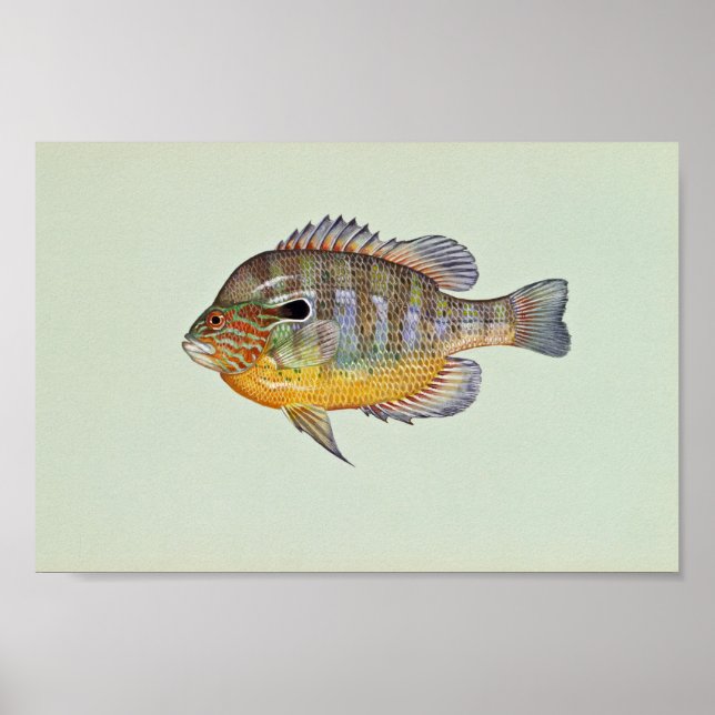 Poster Poisson solaire (Devant)