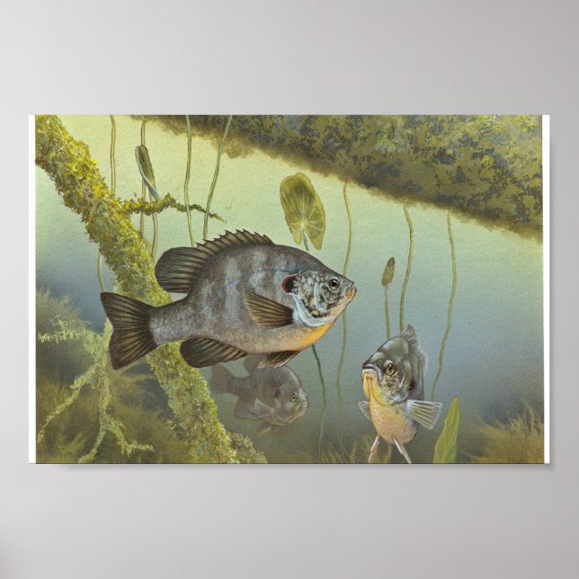 Poster Poisson-soleil (Devant)