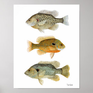 Poster Poisson-soleil - Réchéri, longe et poisson-soleil 