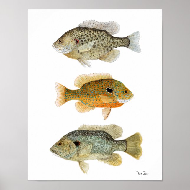 Poster Poisson-soleil - Réchéri, longe et poisson-soleil  (Devant)