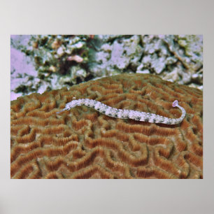 Poster Poisson sur corail du cerveau