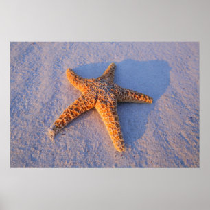 Poster Poisson Sur Sable Blanc