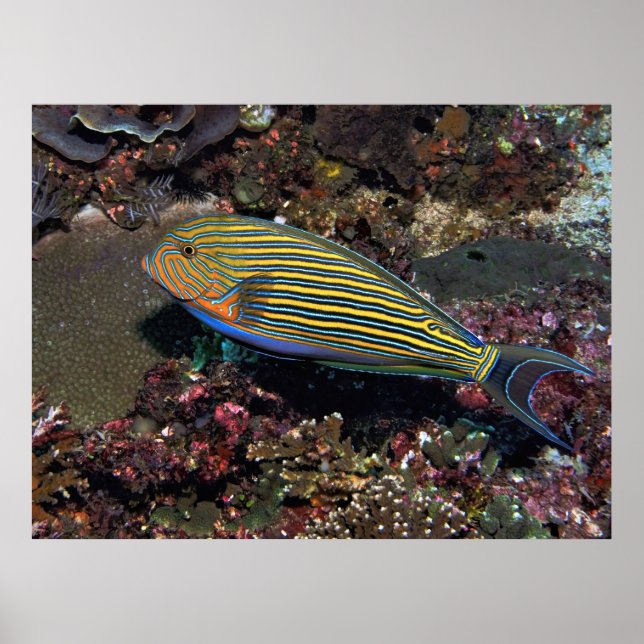 Poster Poisson surgéon rayé (Devant)
