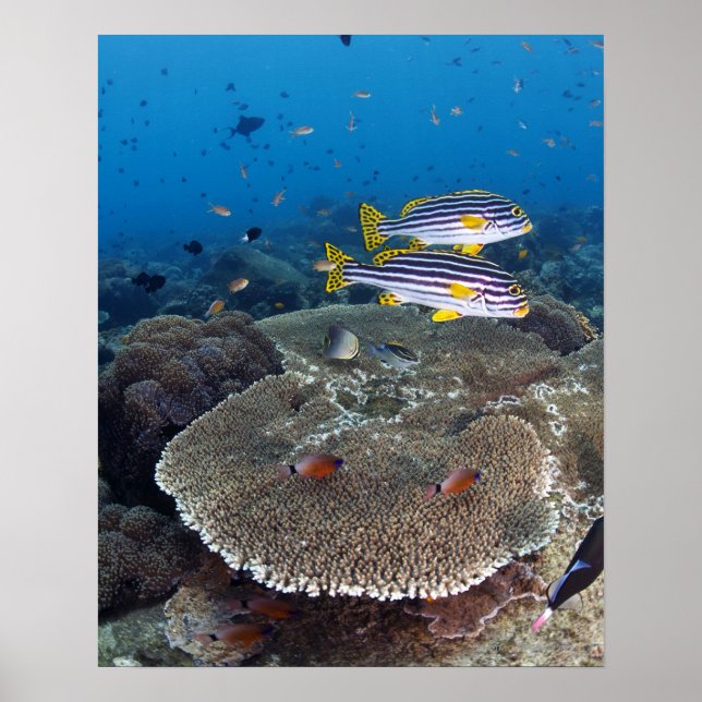 Poster Poisson Sweetlip (Devant)