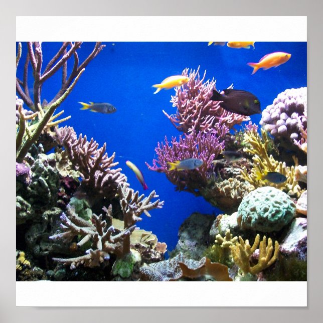 Poster Poisson tropical (Devant)