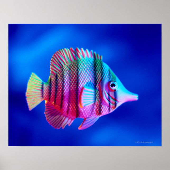 Poster Poisson tropical (Devant)
