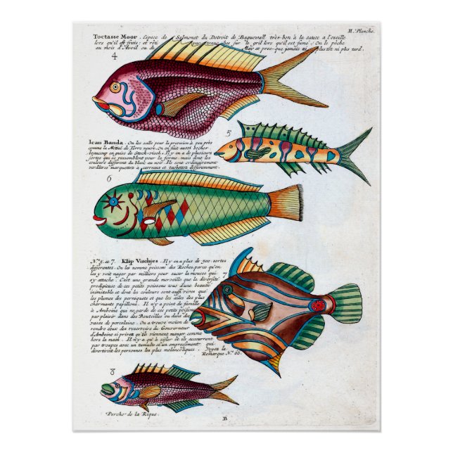 Poster Poisson tropical (Devant)