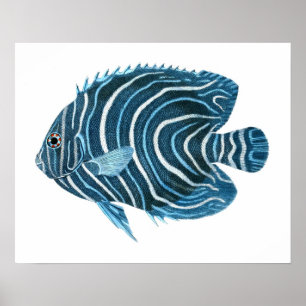 Poster Poisson tropical bleu Imprimer n° 1