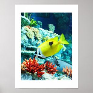 Poster poisson tropical Tang