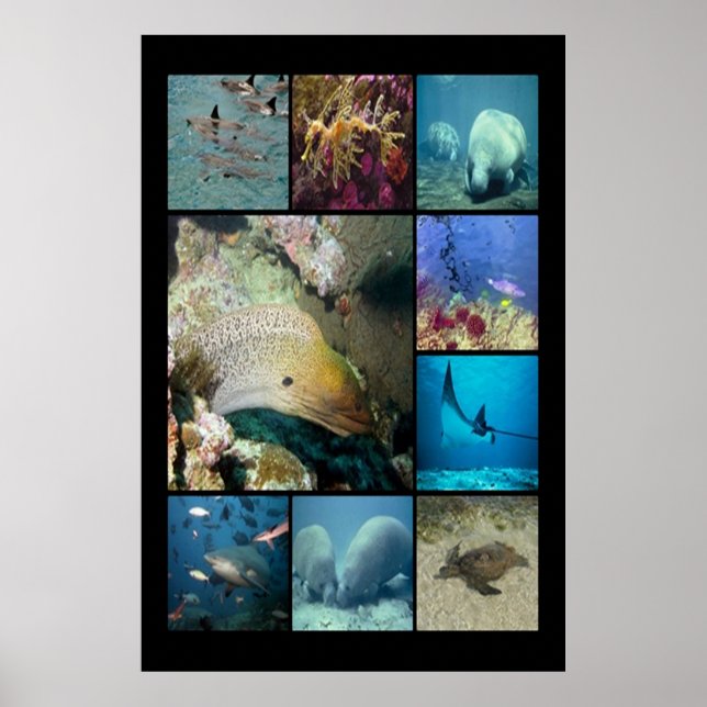 Poster Poisson tropical Vie aquatique (Devant)