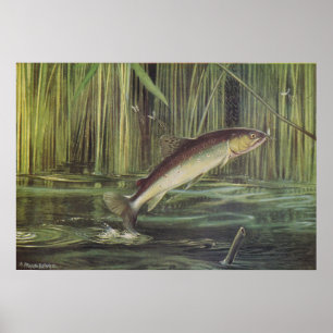 Poster Poisson - truite Brown - Salmo trutta