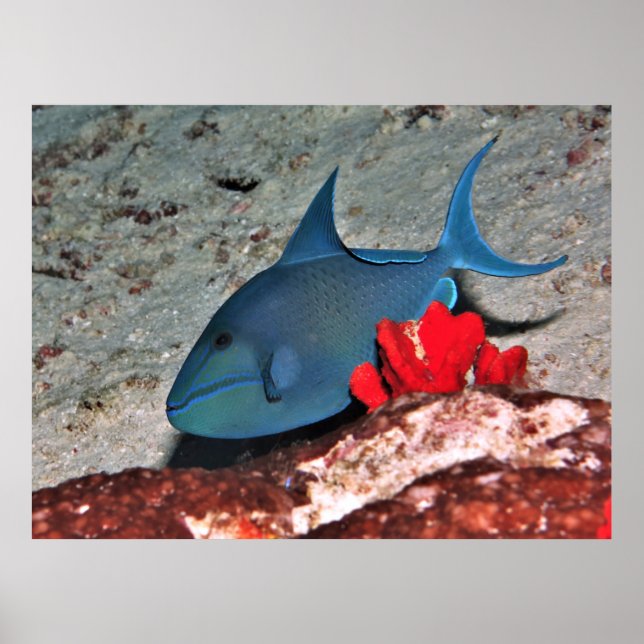 Poster Poisson-verge à dents rouges (Devant)