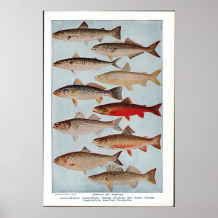 Poster Poisson vintage