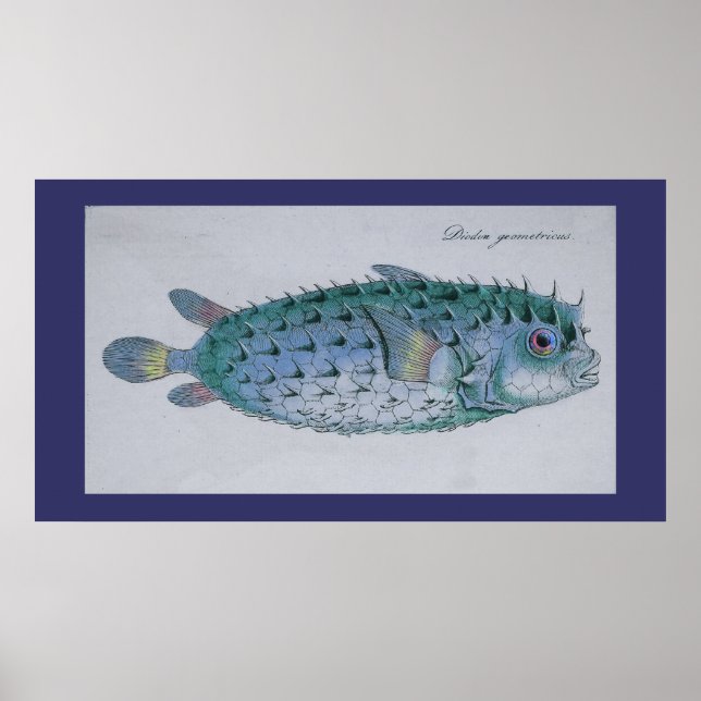Poster Poisson vintage (Devant)