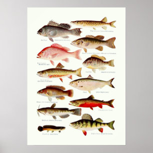 Poster Poisson vintage d'Amérique du Nord