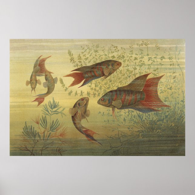 Poster Poisson vintage paradis tropical (Devant)